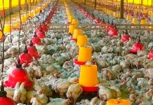 Primera vez: Colombia exporta 12.000 Kg de pollo a Japón con articulación del ICA, Invima y Fenavi