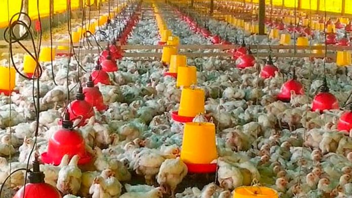 251009-Primera-vez-Colombia-exporta-pollo-a-Japon-con-articulacion-del-ICA-Invima-1280