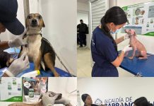 Bienestar Animal avanza la atención de animales rescatados durante audiencia pública